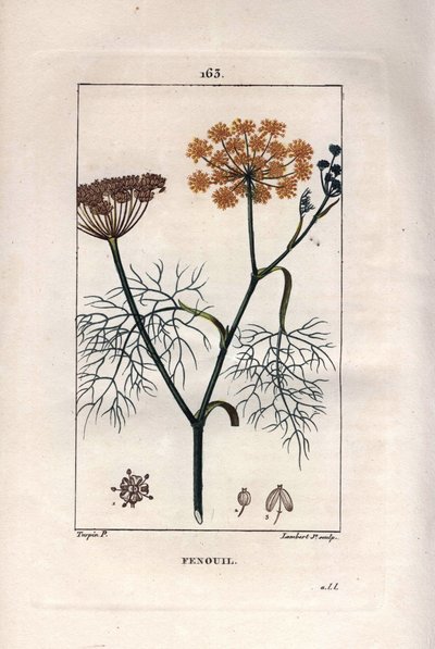 Fennel, Foeniculum vulgare from 