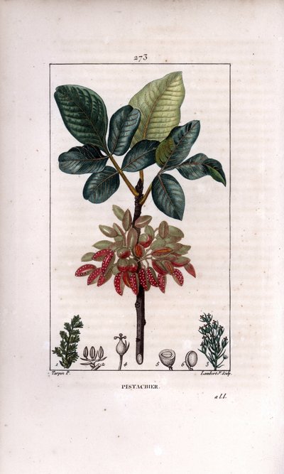 Pistachio Branch and Fruit by Pierre Jean Francois Turpin