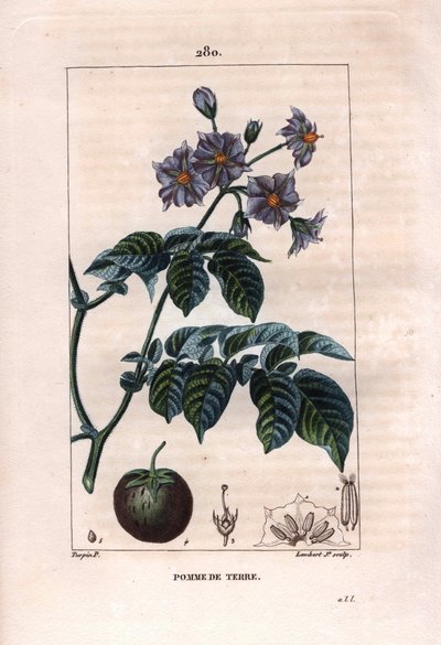 Botany: potato - Potato plant, flowers and fruit, Solanum tuberosum by Pierre Jean Francois Turpin