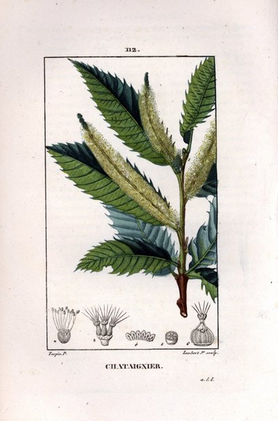 Chestnut Branch - Sweet Chestnut Tree by Pierre Jean Francois Turpin