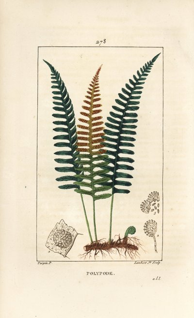 Common Polypod - Polypody fern, Polypodium vulgare, with leaf, seed and root. Handcoloured stipple copperplate engraving from Chaumeton, Poiret and Chamberet