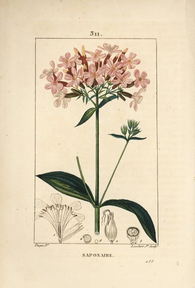 Common Soapwort, Saponaria Officinalis by Pierre Jean Francois Turpin