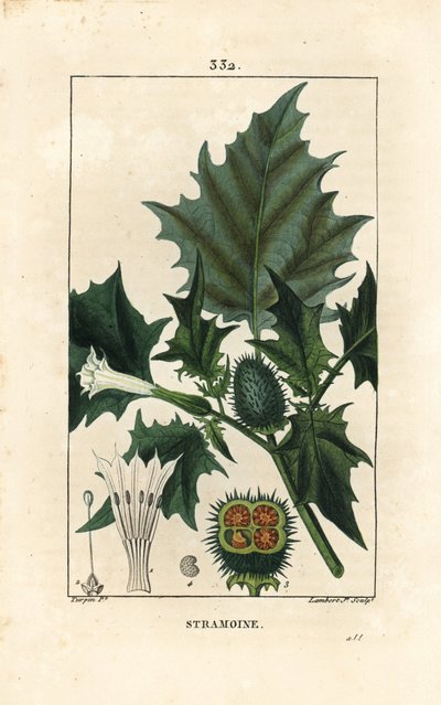 Thorn apple, loco weed or jimson weed, Datura stramonium by Pierre Jean Francois Turpin