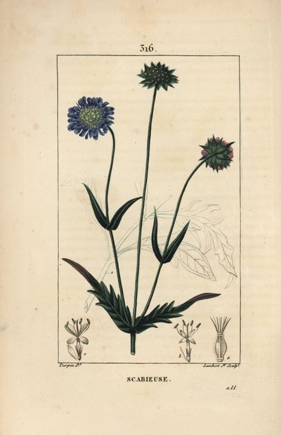 Field Knautie or Field Scabious - Field Scabious, Knautia Arvensis, with Flower, Leaf, Stalk, Seed and Leaf Outline. Handcoloured Stipple Copperplate Engraving by Lambert Junior from a Drawing by Pierre Jean-Francois Turpin from Chaumeton, Poiret and Chamb by Pierre Jean Francois Turpin