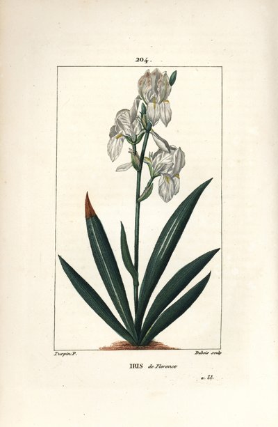 Florentine Iris, Iris florentina, Flower and Leaf by Pierre Jean Francois Turpin