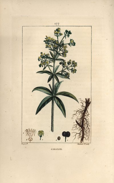 Madder by Pierre Jean Francois Turpin