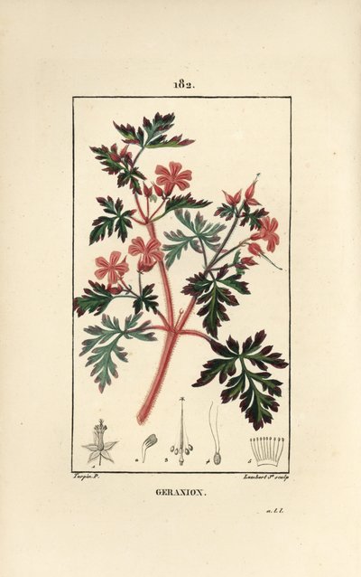 Geranium Grass a Robert by Pierre Jean Francois Turpin