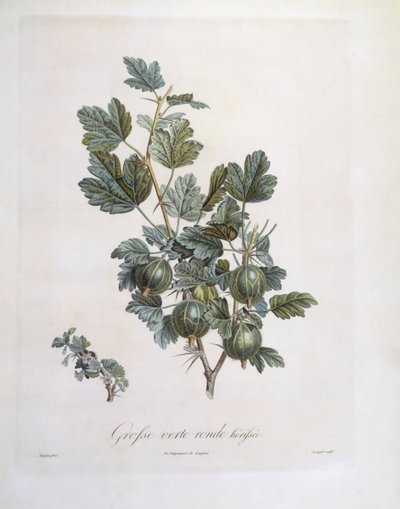 Gooseberry (Ribes uva-crispa), botanical plate by Pierre Jean Francois Turpin by Pierre Jean Francois Turpin