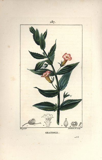 Gratiola Officinalis, or Grace of God, Hedge Hyssops by Pierre Jean Francois Turpin