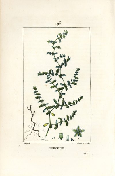 Rupture Wort by Pierre Jean Francois Turpin