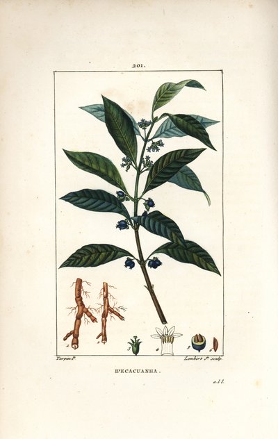 Ipecacuanha, Psychotria Emetica by Pierre Jean Francois Turpin