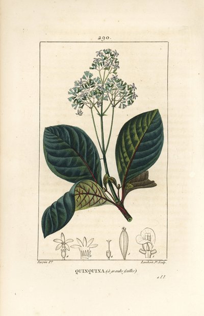 Ladenbergia oblongifolia (Cinchona magnifolia) by Pierre Jean Francois Turpin