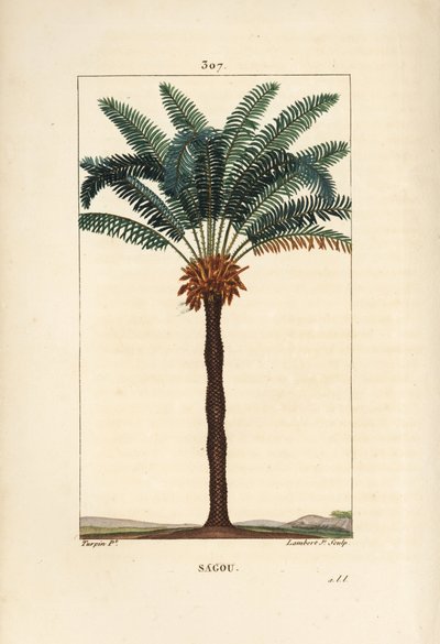 Large branch or large cycas - Queen sago, Cycas circinalis, showing leaf, seed and trunk by Pierre Jean Francois Turpin