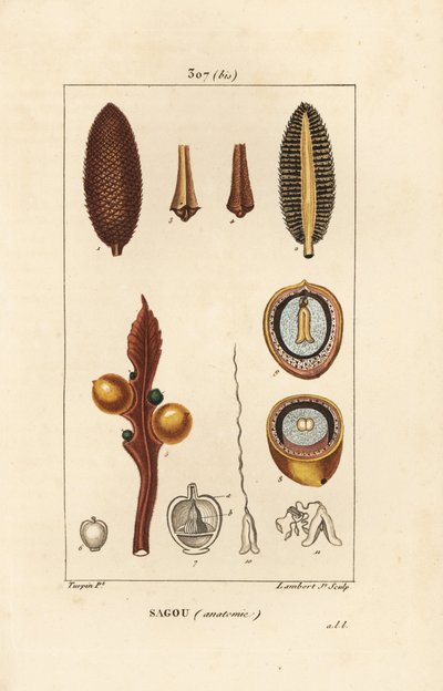 Large branch or large cycas seeds - Queen sago, Cycas circinalis, showing seed and section by Pierre Jean Francois Turpin