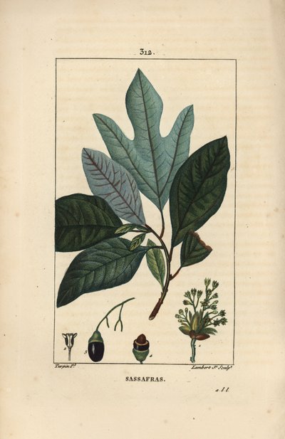 White sassafras tree, Sassafras albidum, with flower, leaf, fruit and seed by Pierre Jean Francois Turpin