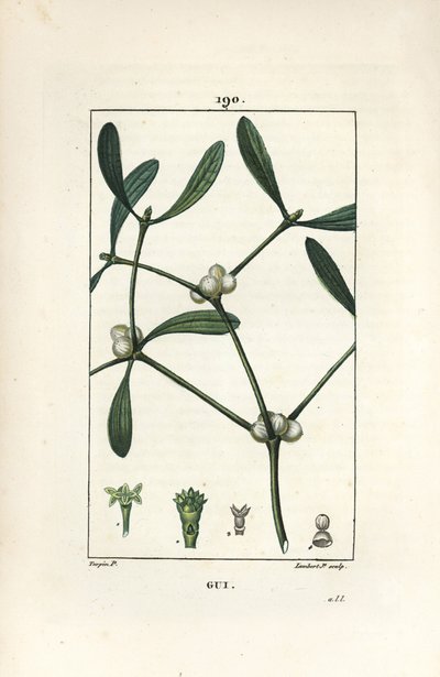 Leafy Mistletoe by Pierre Jean Francois Turpin