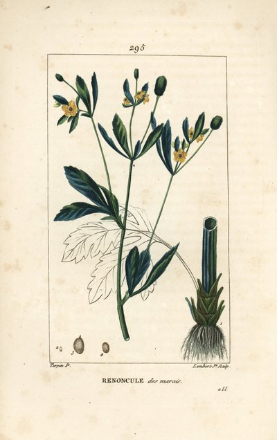 Marsh caltha, marsh population or water marigold - Marsh marigold or marsh crowfoot, Caltha palustris (Ranunculus palustris), with flower, leaf, stalk, root and seed. Handcoloured stipple copperplate engraving by Lambert Junior from a drawing by Pierre Jea by Pierre Jean Francois Turpin