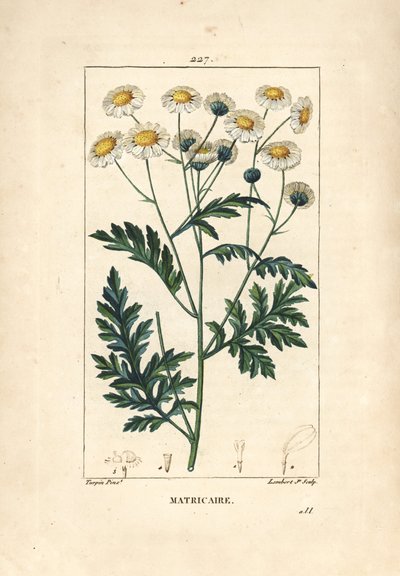 Matricary - Feverfew, Matricaria vulgaris by Pierre Jean Francois Turpin
