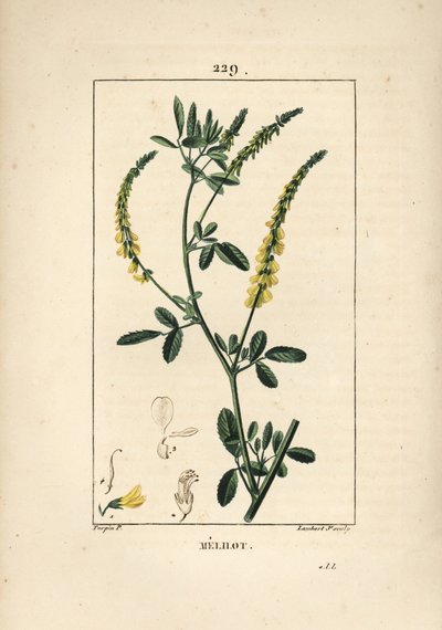 Melilot - Melilot trefoil, Melitotus officinarum (from La Flore Medicale) by Pierre Jean Francois Turpin