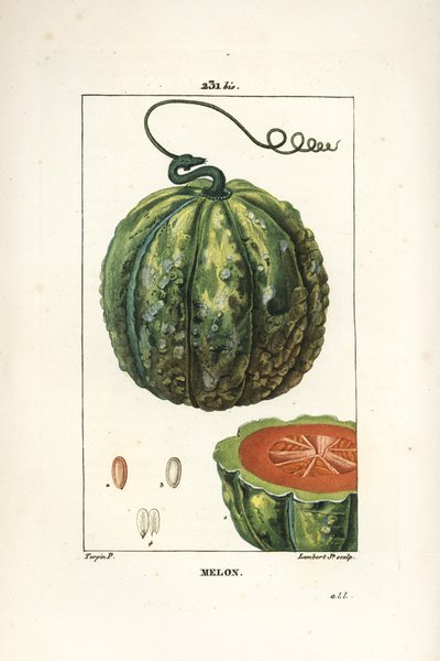 Melon (from 