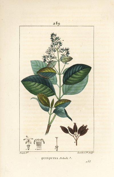 Michurago or Monkey Fruit, Ladenbergia Macrocarpa by Pierre Jean Francois Turpin