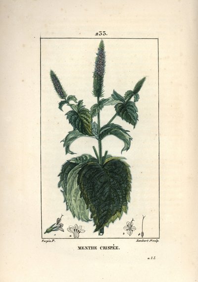 Curled Mint (from 