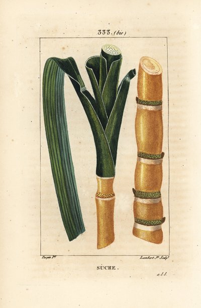 Noble Cane - Sugar Cane by Pierre Jean Francois Turpin