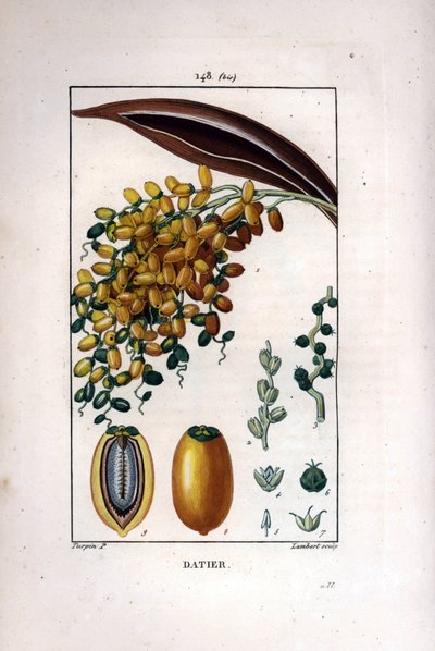 Palm branch a dates by Pierre Jean Francois Turpin