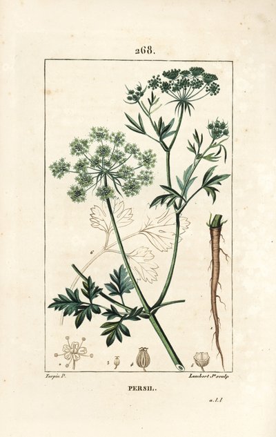 Garden Parsley, Petroselinum crispum, with Flower, Leaf, Stalk, Root, and Seed by Pierre Jean Francois Turpin