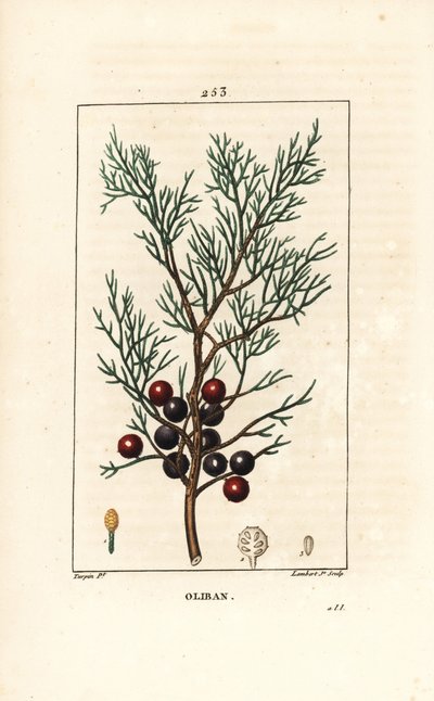 Phoenicean Juniper (from 