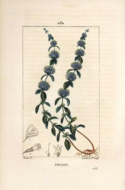 Pouliot Mint - Pennyroyal mint, Mentha pulegium, with flower, leaf, stalk, root and seed. Handcoloured stipple copperplate engraving from Chaumeton, Poiret and Chamberet