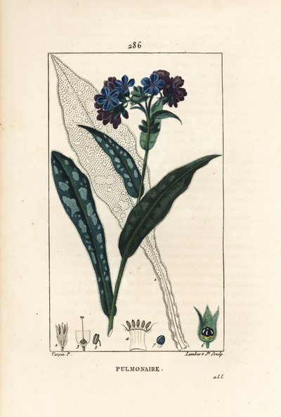 Pulmonary officinale - Lungwort, Pulmonaria officinalis, with flower, leaf, stalk, and leaf in outline. Handcoloured stipple copperplate engraving from Chaumeton, Poiret and Chamberet