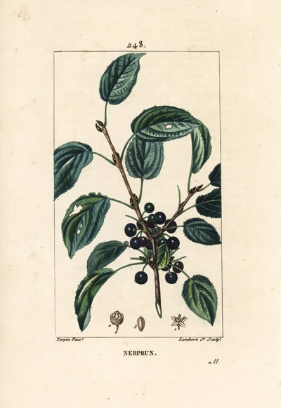 Purging Buckthorn, Rhamnus Cathartica by Pierre Jean Francois Turpin