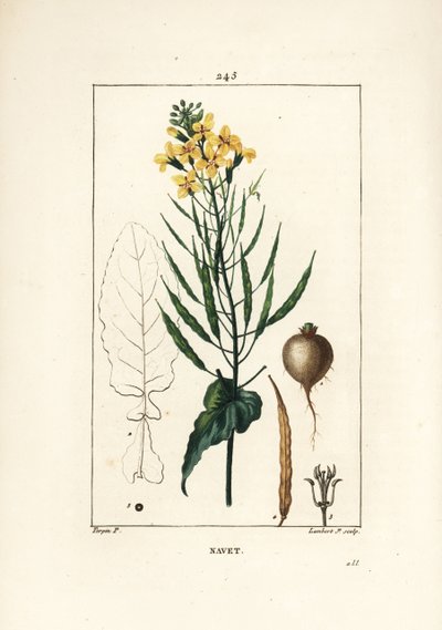 Rapeseed (from 