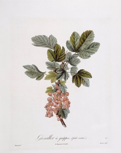 Red Currant (Ribes rubrum), botanical plate by Pierre Jean Francois Turpin by Pierre Jean Francois Turpin