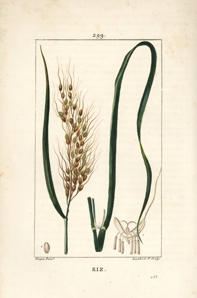 Rice, Oryza Sativa by Pierre Jean Francois Turpin