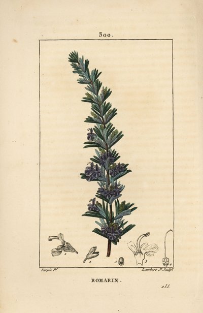 Rosemary - Rosemary, Rosmarinus officinalis, with flower, leaf and stalk by Pierre Jean Francois Turpin