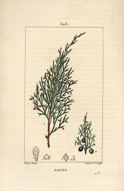 Sabine Juniper, Juniperus Sabina by Pierre Jean Francois Turpin