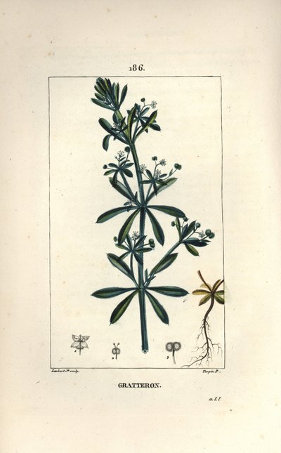 Goose Grass by Pierre Jean Francois Turpin