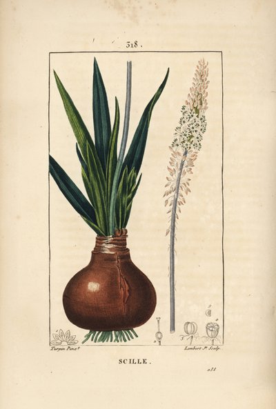 Sea squill, Drimia maritima, with bulb, leaf, stalk and flower by Pierre Jean Francois Turpin