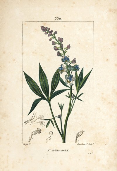 Lie-bane or Stavesacre, Delphinium Staphisagria by Pierre Jean Francois Turpin