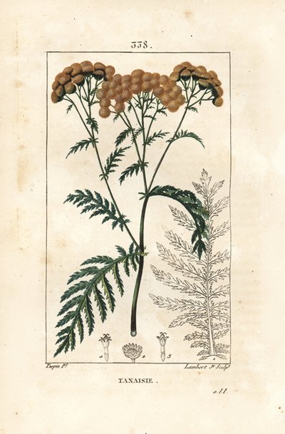 Tansy by Pierre Jean Francois Turpin