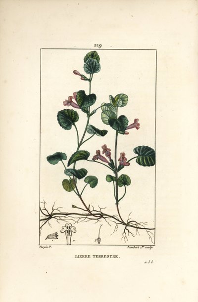 Terrestrial Ivy - Ground ivy, Hedera terrestris by Pierre Jean Francois Turpin