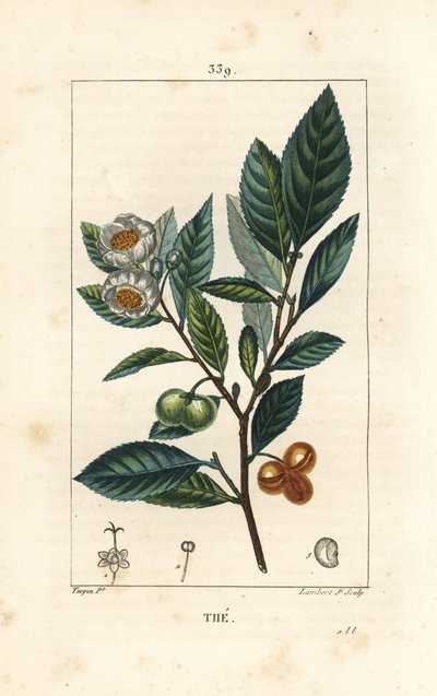 Tea, Camellia Sinensis, Showing Leaf, Fruit and Flower. Handcoloured Stipple Copperplate Engraving by Lambert Junior from a Drawing by Pierre Jean-Francois Turpin from Chaumeton, Poiret and Chamberet