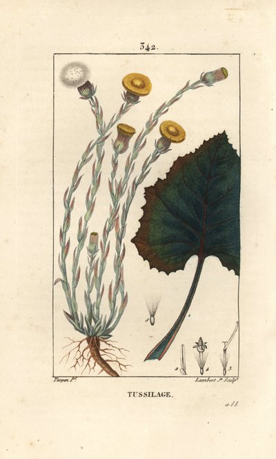 Coltsfoot - Tussilago farfara, with flower, leaf, stem and root by Pierre Jean Francois Turpin