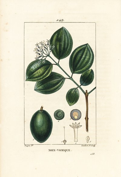 Strychnine Tree or Poison Nut, Strychnos nux-vomica, with Fruit, Seed, Leaf and Flower by Pierre Jean Francois Turpin