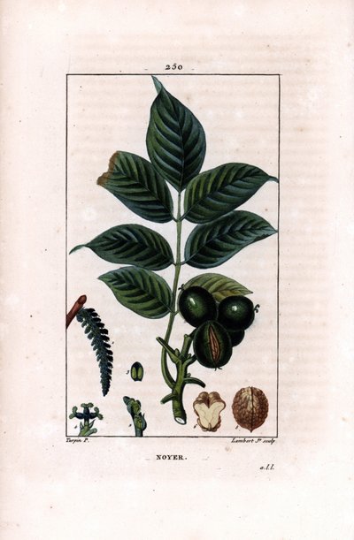 Walnut branch with nuts - Walnut tree, Juglans regia, with branch, leaves, ripe fruit, nut in shell and in section by Pierre Jean Francois Turpin