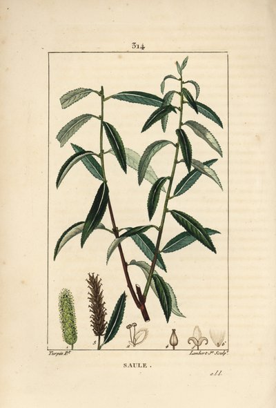 White or Silver Willow, White Wicker - White willow tree, Salix alba, with leaf, flower, male and female catkins, fruit and seed by Pierre Jean Francois Turpin