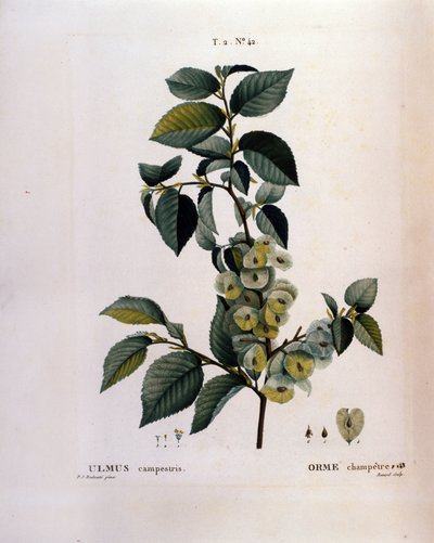 Botany: elm branch. Plate taken from 