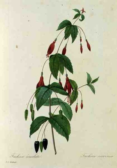Fuchsia coccinea, from 